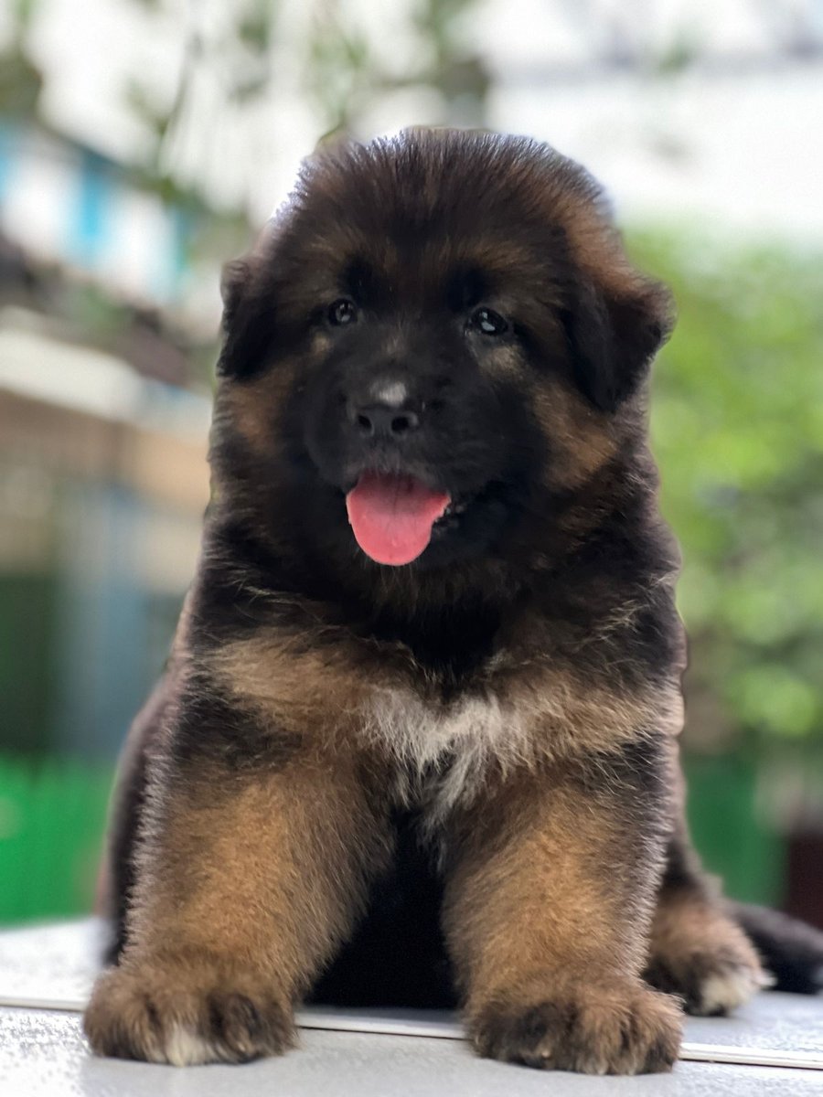 German Shepherd Male Puppies For Sale In Mumbai