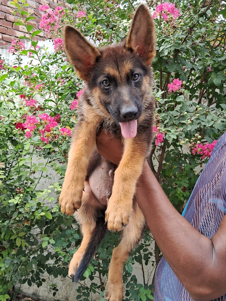 German Shepherd Female Puppies Price In Mumbai