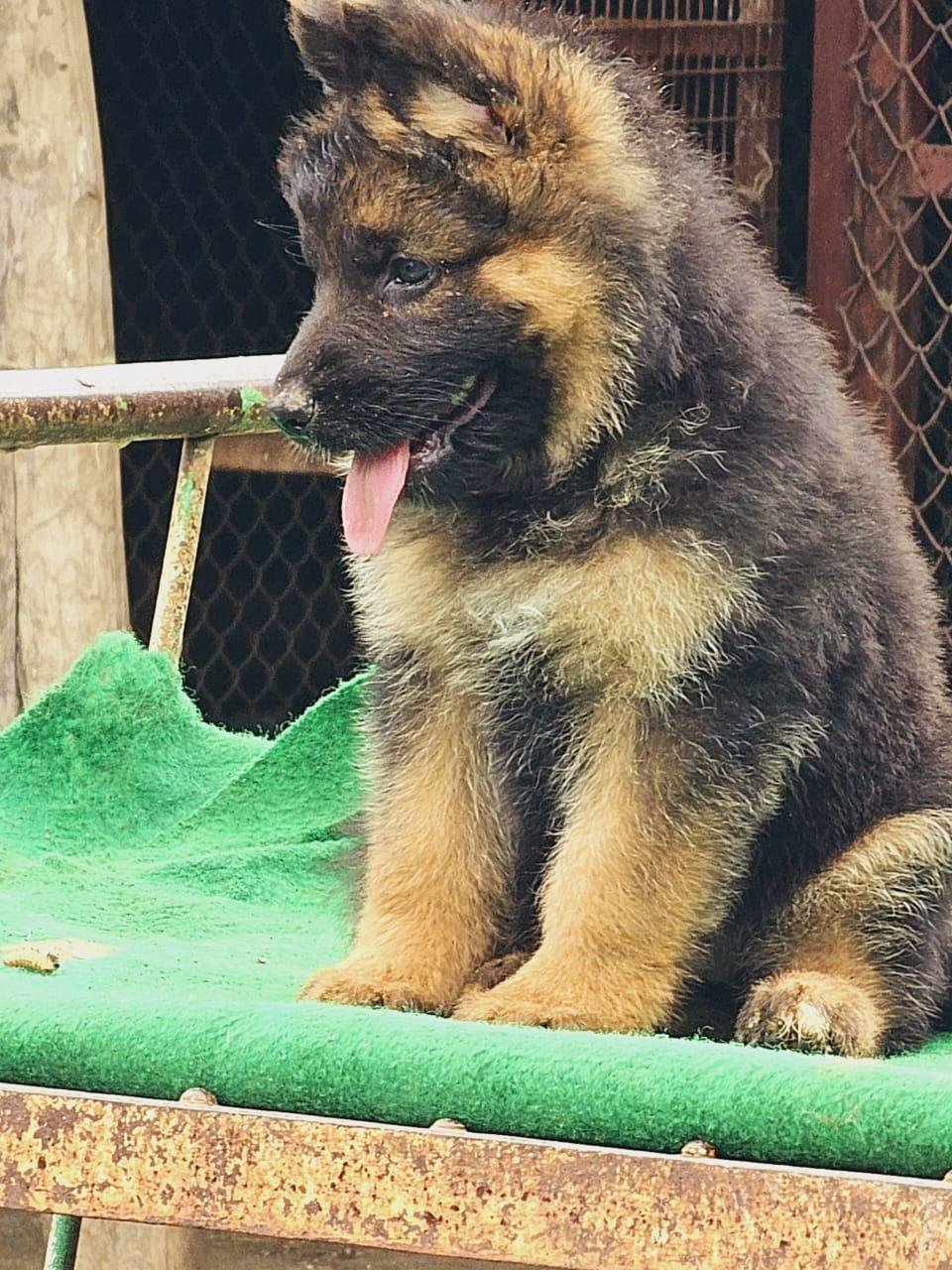 German shepherd female puppies for sale in bangalore