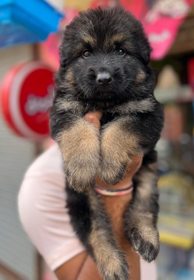 German shepherd female puppies price in bangalore