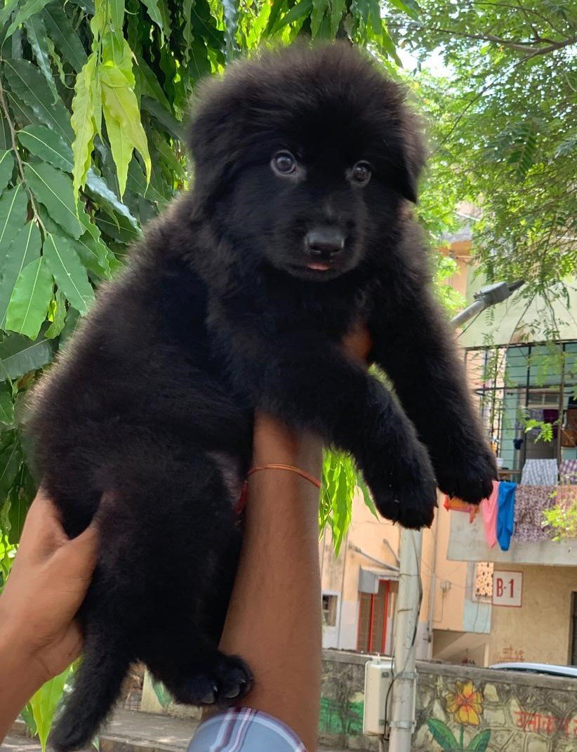 Champion line german shepherd puppies price in bangalore