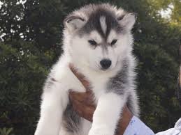 buy siberian husky puppies online in mumbai