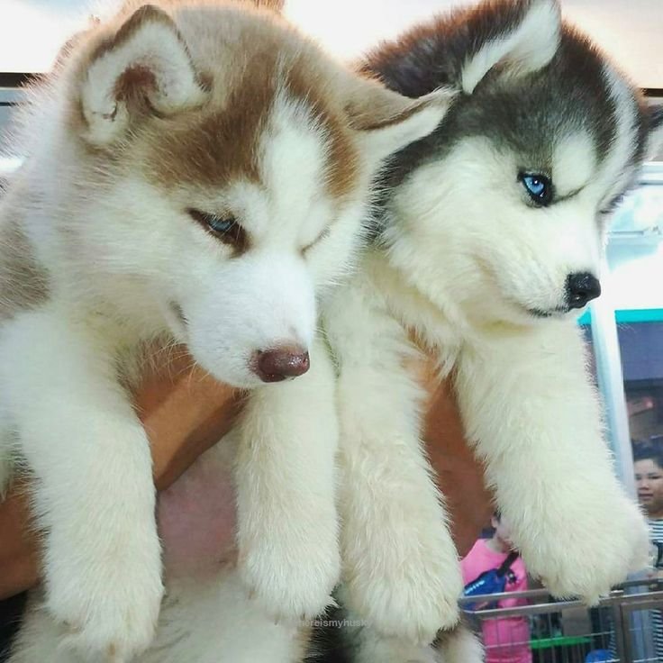 Champion quality husky puppies for sale in mumabi