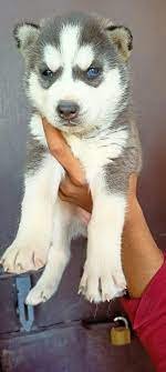 Siberian husky male puppies for sale in mumbai