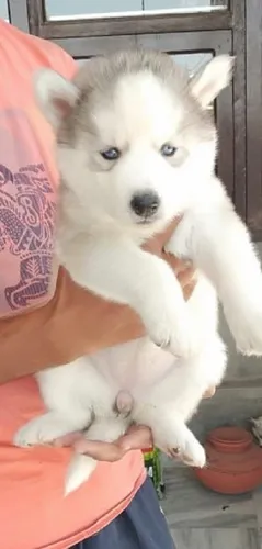 Siberian husky male puppies for sale in mumbai
