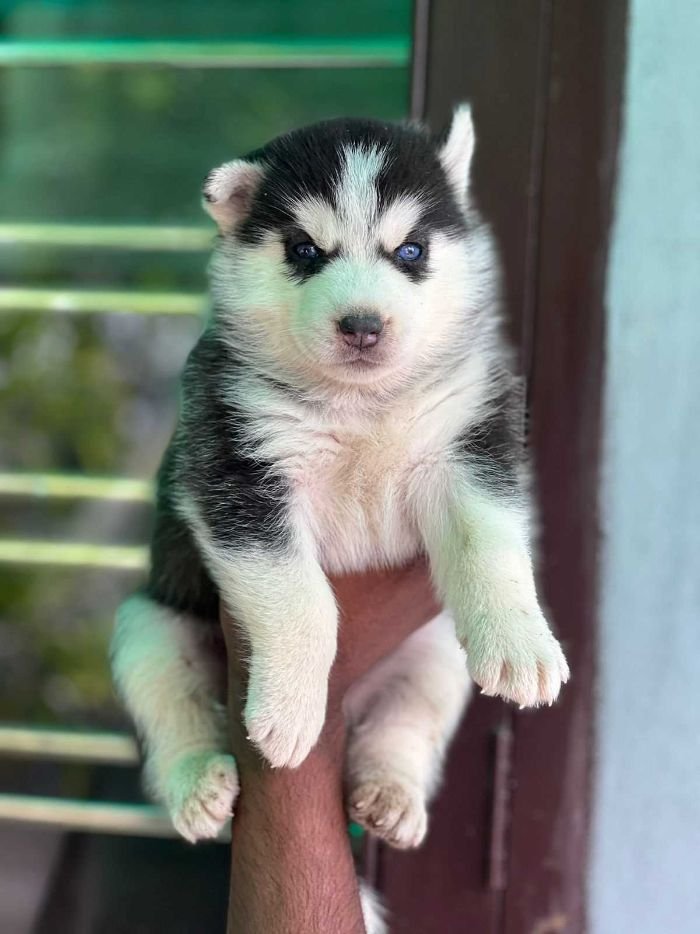 Champion line husky puppies price in mumbai