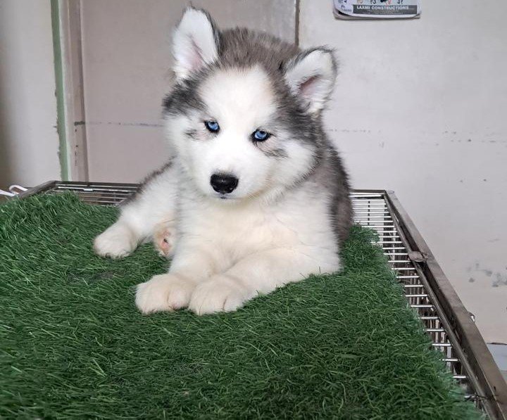 Siberian Husky female puppies for sale in ahmedabad