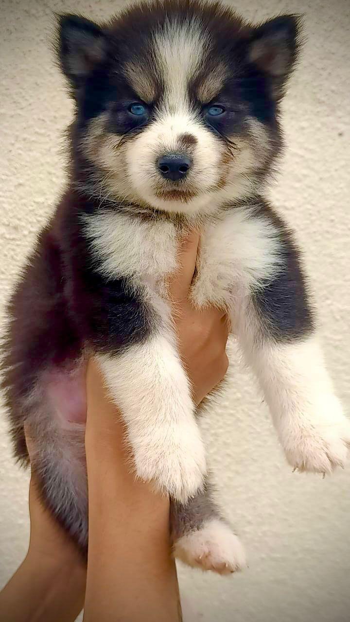 Siberian Husky male puppies price in ahmedabad