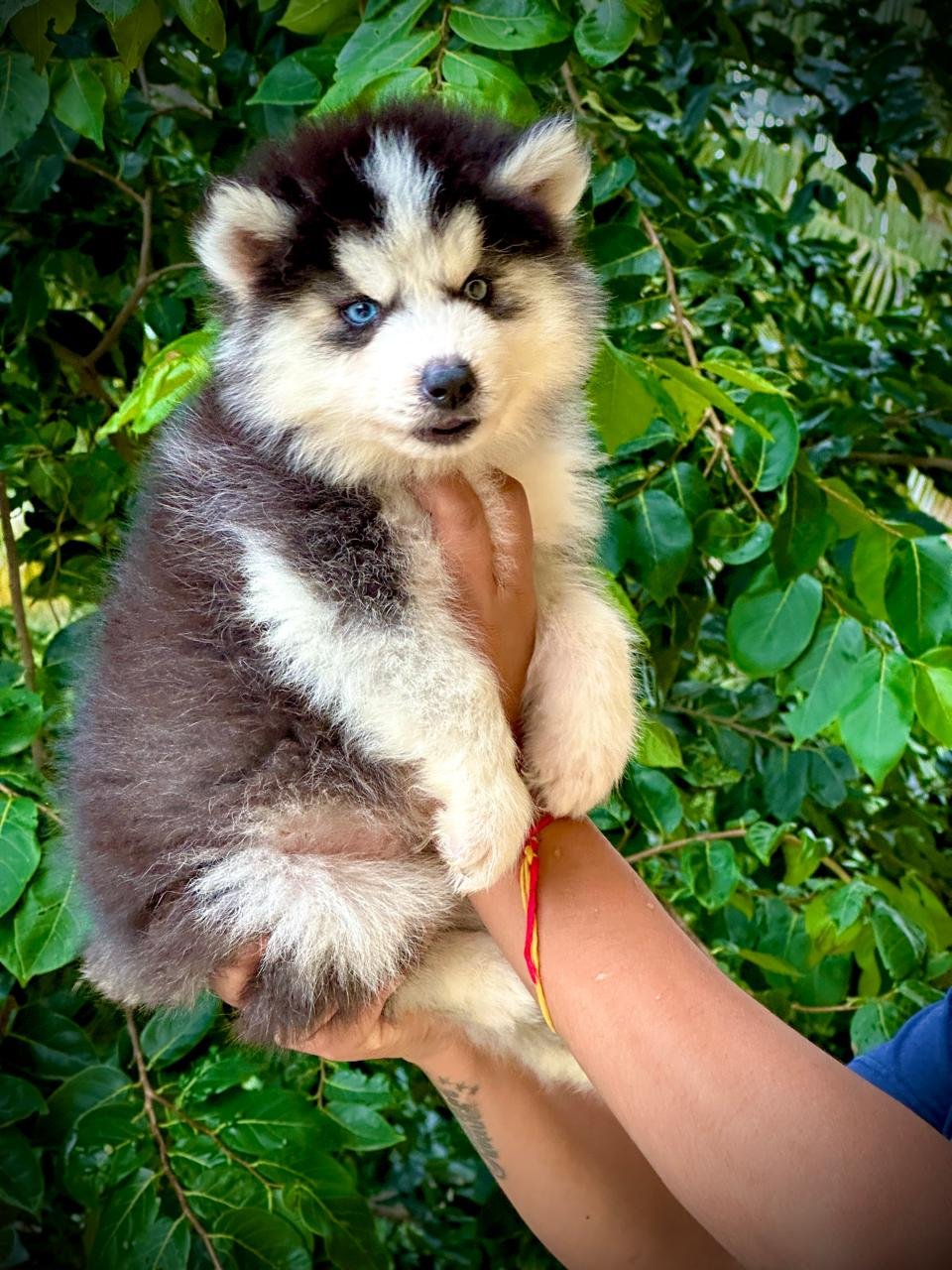 Siberian husky dog breed price in India