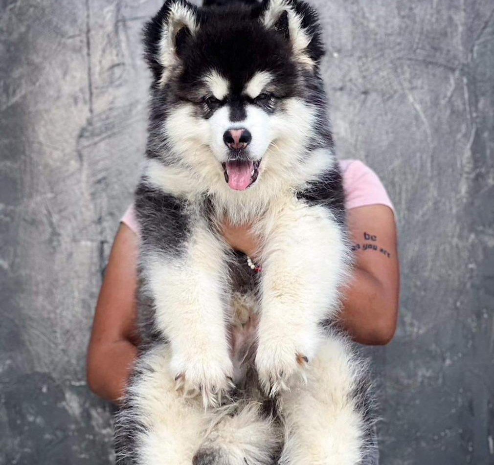 Buy siberian husky puppies online in pune