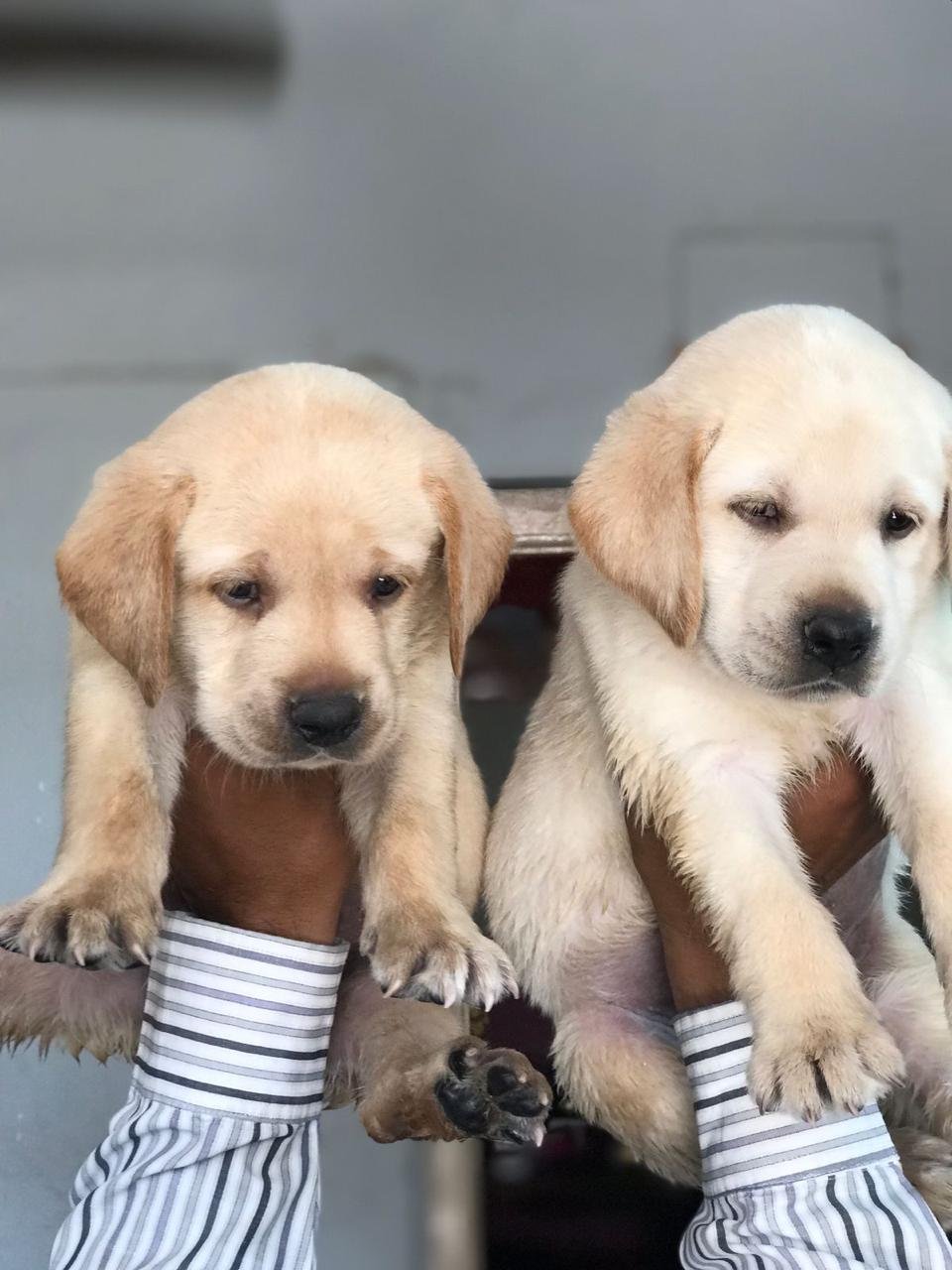 Labrador Retriever MalePuppies Price In Mumbai