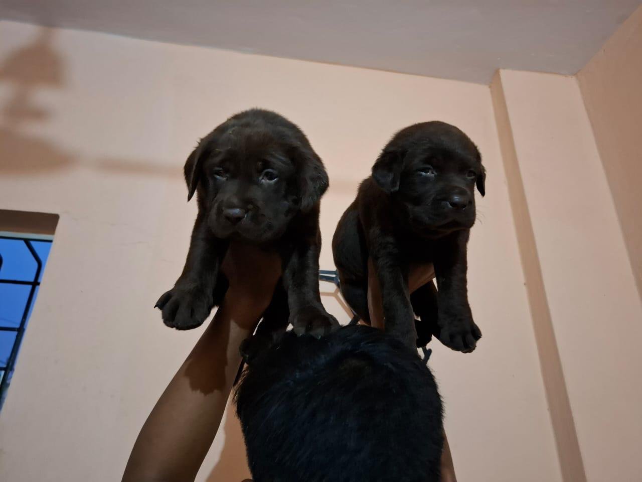 Labrador Retriever Female Puppies Price In mumbaie