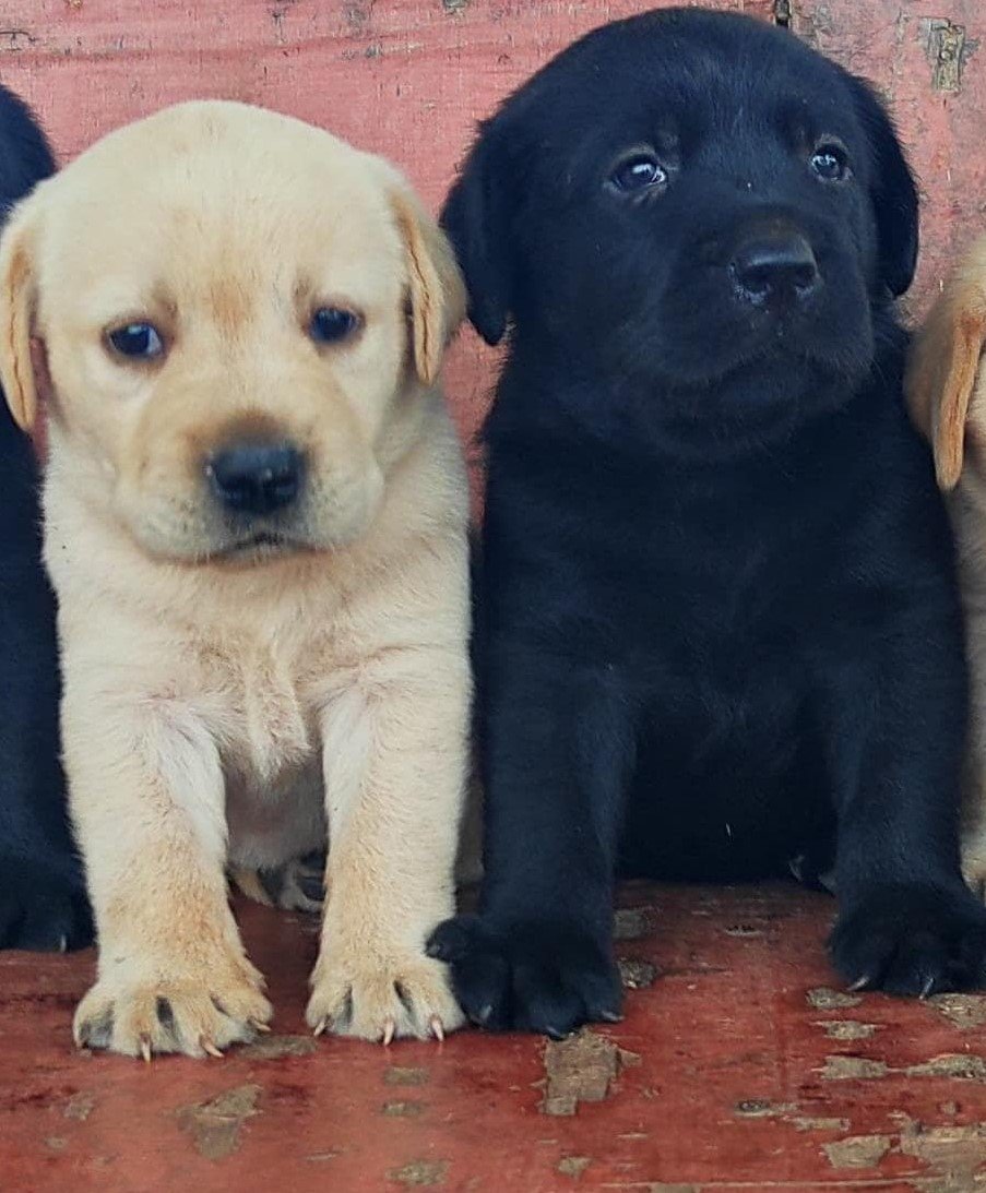 Labrador retriever female puppies for sale in ahmedabad