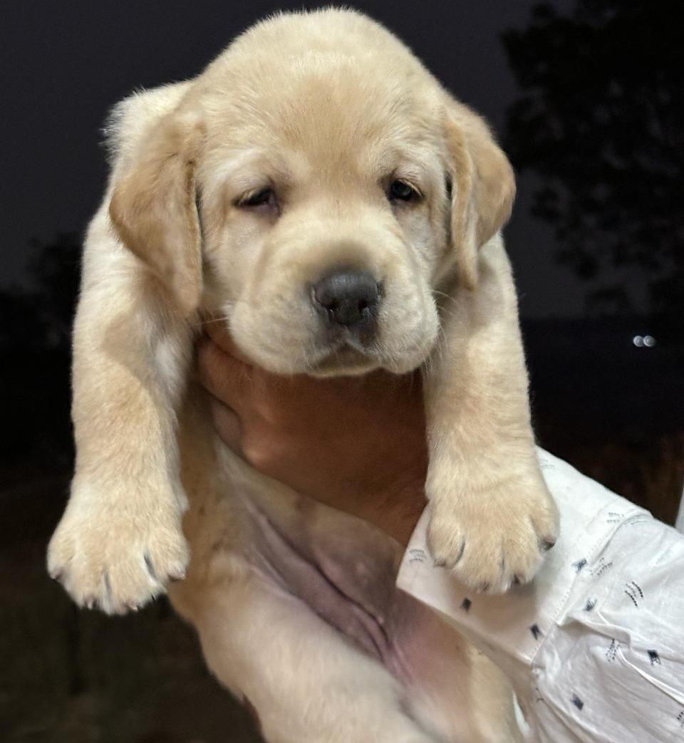 Labrador Retriever pet shop in pune