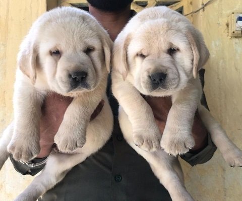 Labrador price in India