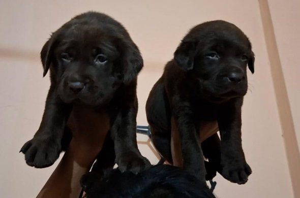 Labrador puppy price in India