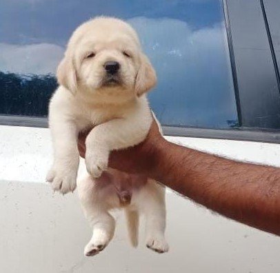 Labrador Retriever Dog Price In Chennai