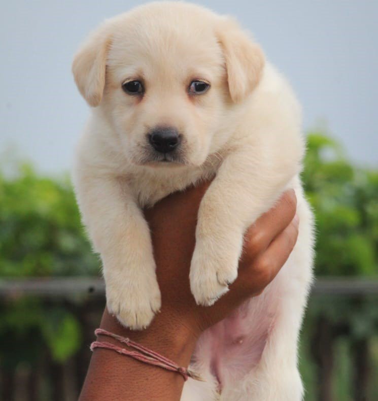 Labrador Retriever puppies for sale in chennai