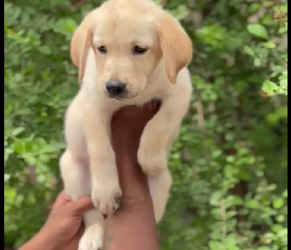 Labrador Retriever male puppy price in chennai