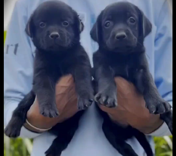 Labrador Retriever female puppy for sale in chennai