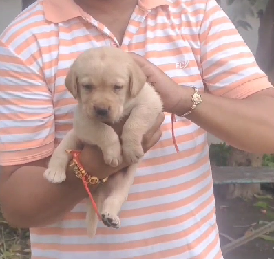 Labrador Retriever pet shop in chennai