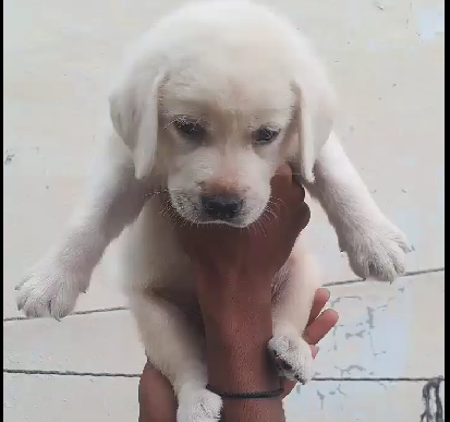 Labrador Retriever dog breeder in chennai