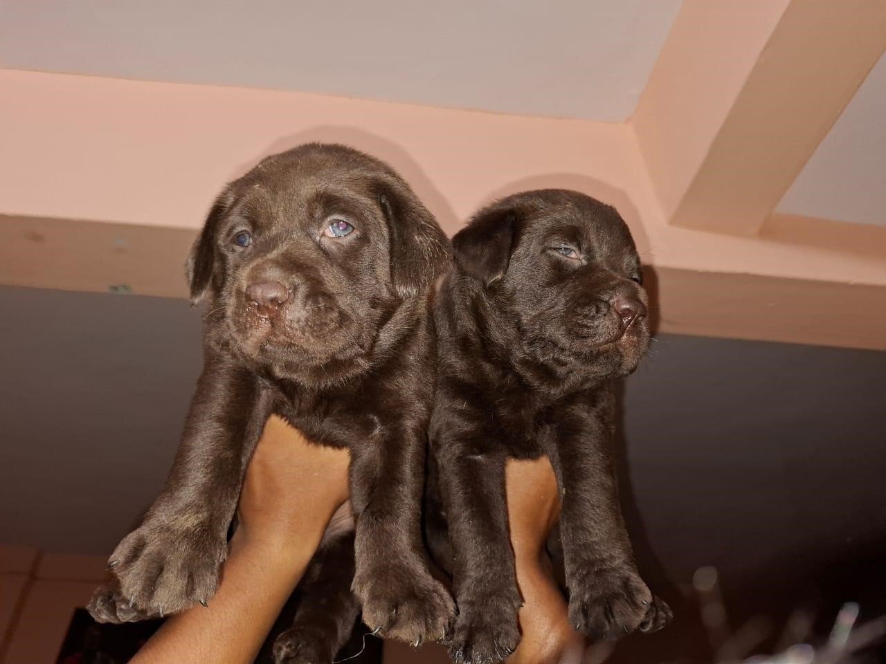 labrador retriever puppy for sale in jaipur