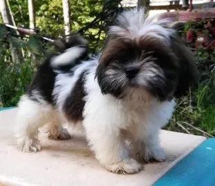 Champion Line Lhasa Apso Puppies For sale In Mumbai