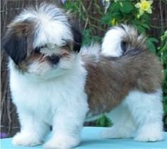 Champion Line Lhasa Apso Puppies Price In mUmbai