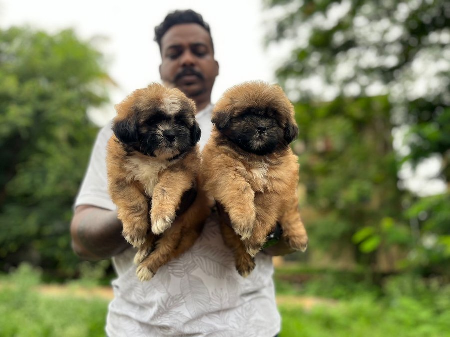 Lhasa Apso Female Puppies For sale In Mumbai
