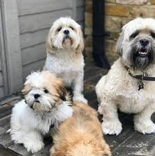 Lhasa apso male puppies for sale in ahmedabad