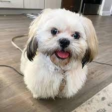 Lhasa Apso male puppies price in ahmedabad