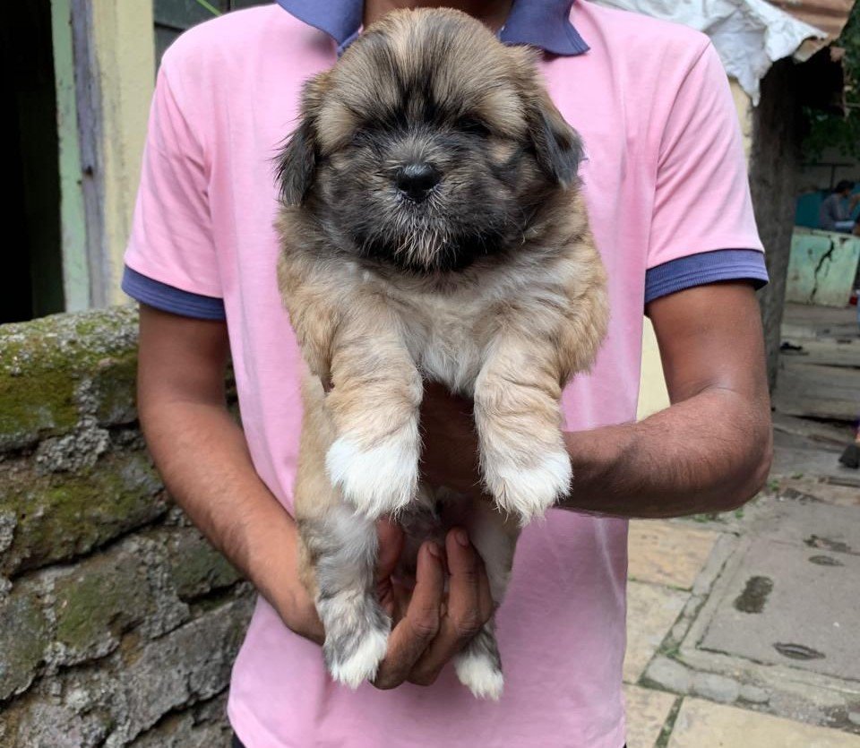 lhasa apso male puppies price in goa