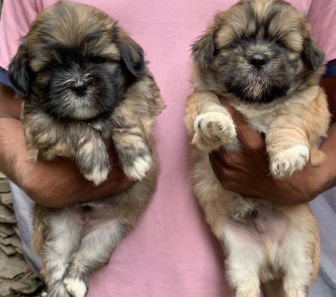 lhasa apso pet shop in goa