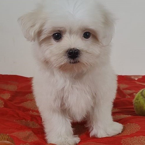 buy lhasa apso puppies online in vizag
