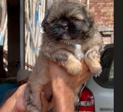 lhasa apso dog breeder in vizag