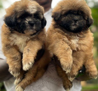 lhasa apso dog kennel in vizag