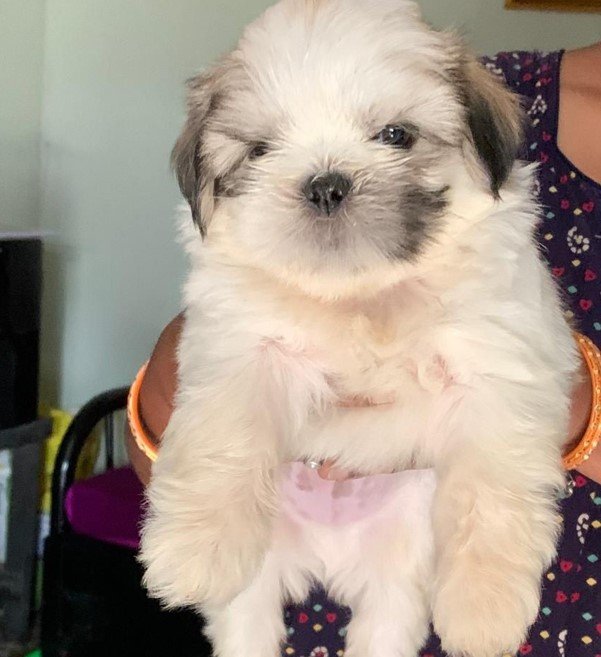 lhasa apso puppies price in vizag