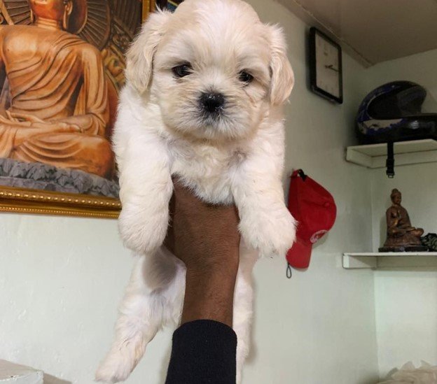 champion lineage lhasa apso puppies available for sale in vizag
