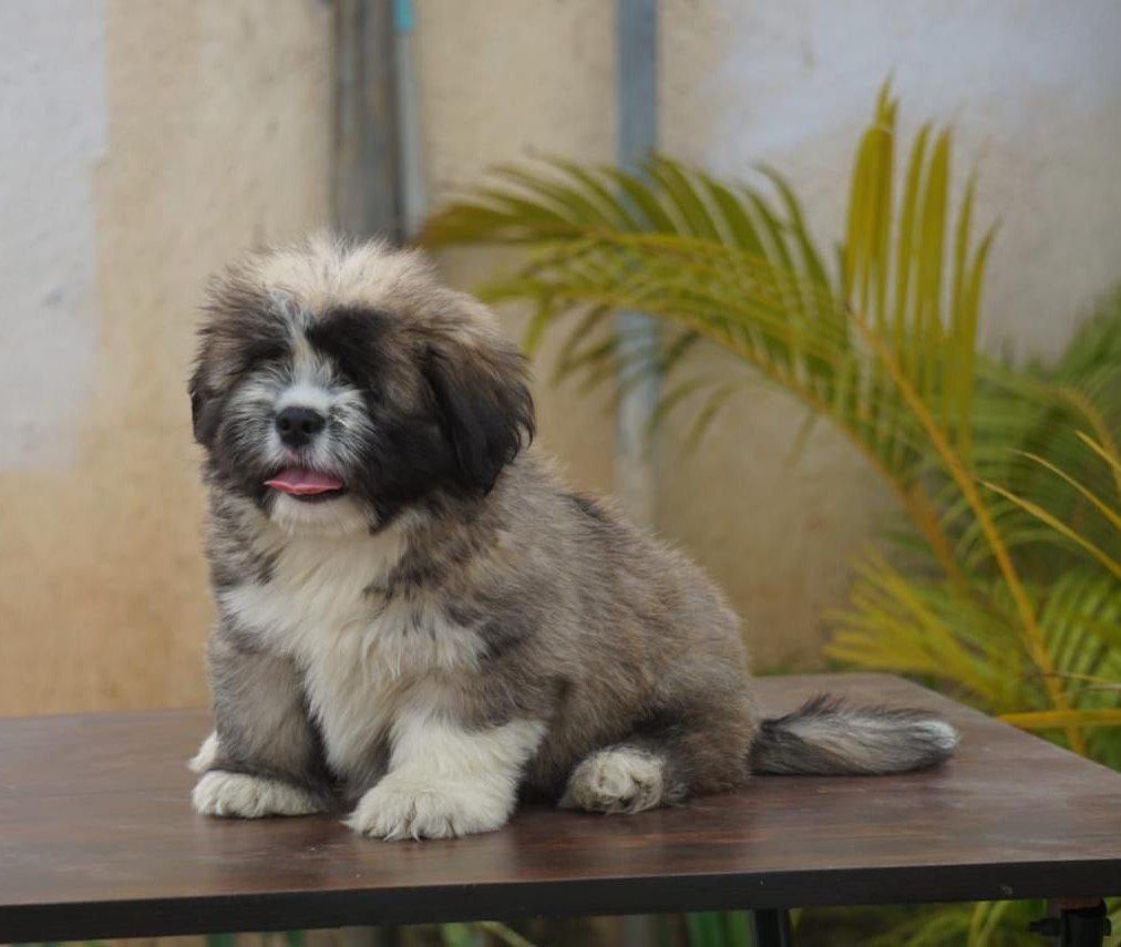 Lhasa Apso puppy for sale in pune