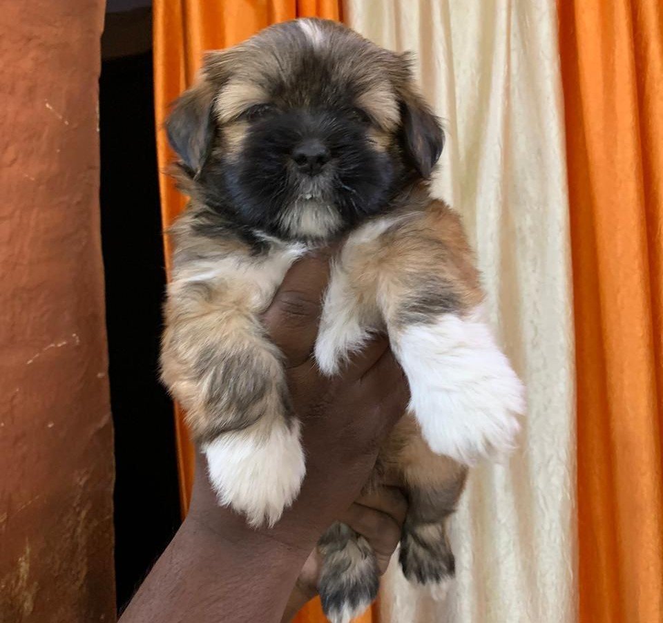 Lhasa Apso female puppy price in pune