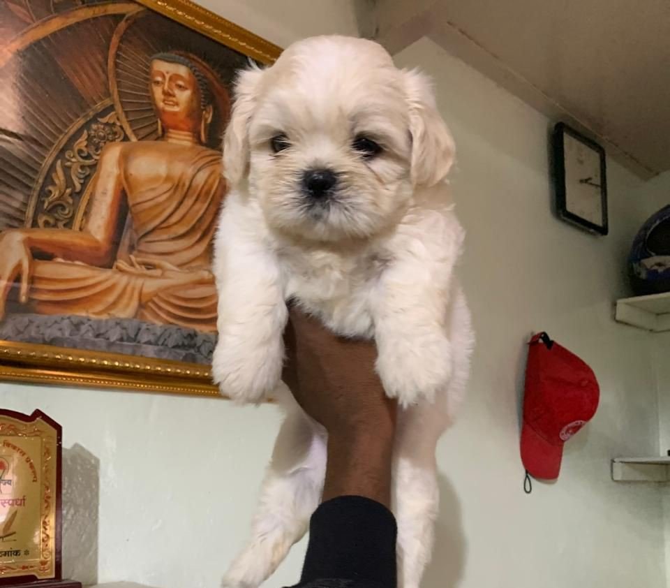 Lhasa Apso breed price in pune