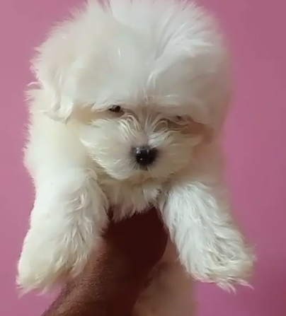 Maltese female puppies price in bangalore