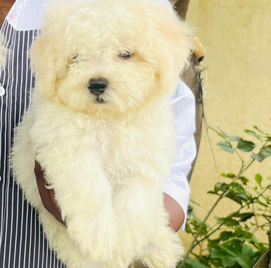 maltese puppies for sale online in goa