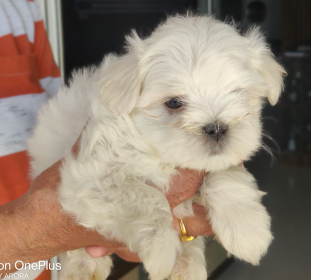 maltese pet shop in goa