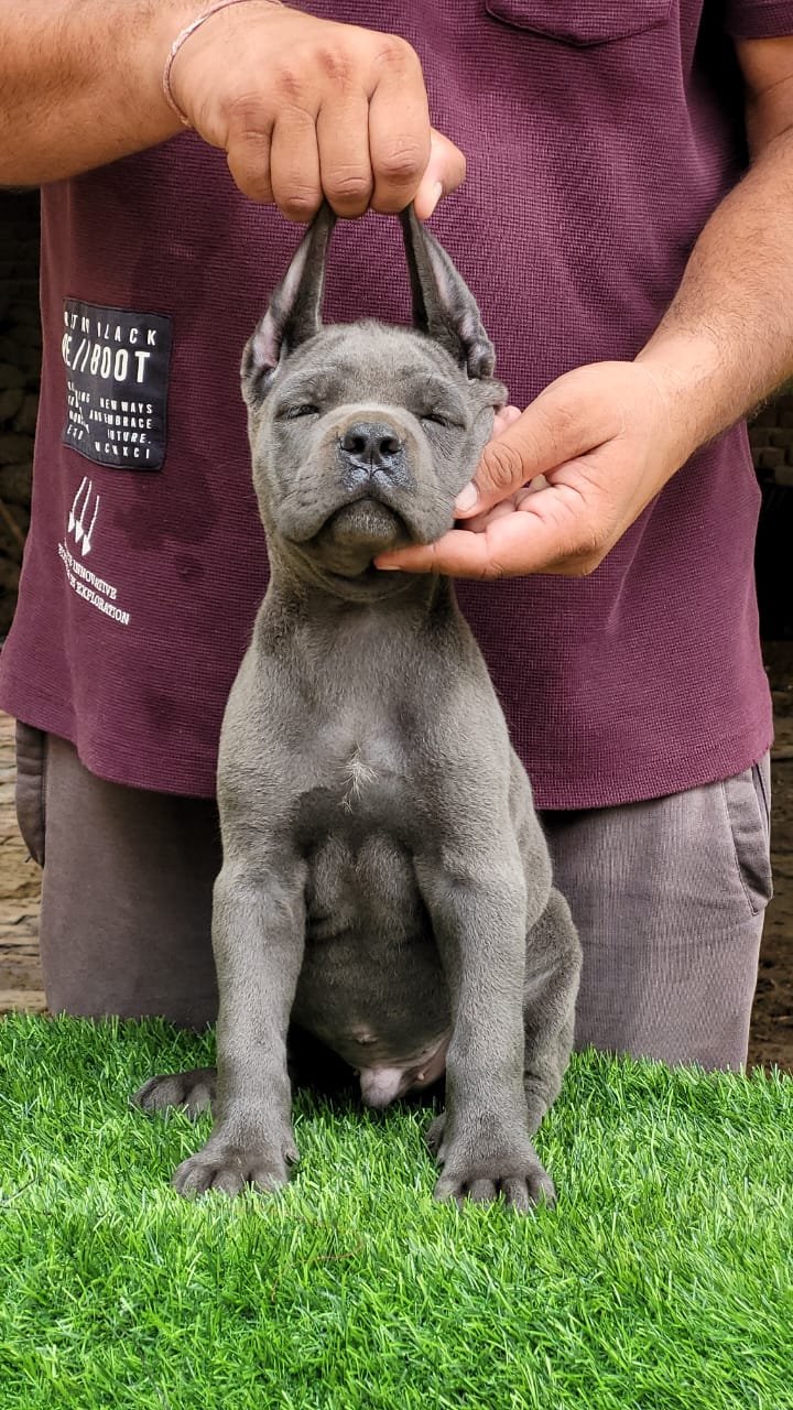 Pitbull Male Puppies For Sale In Mumbai