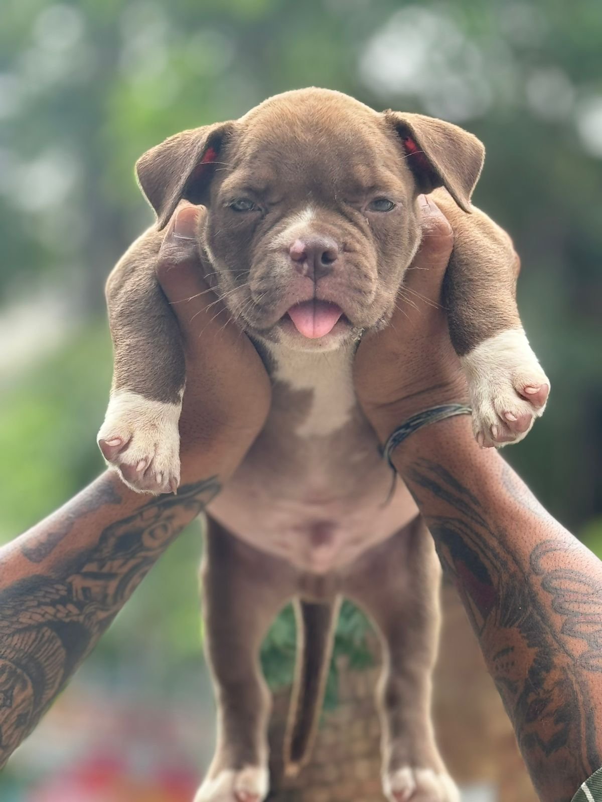 Ptbull Female Puppies Price In Mumbai
