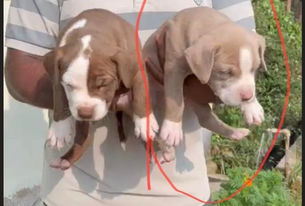 pitbull dog for sale online in chennai