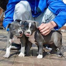 Pitbull price in India