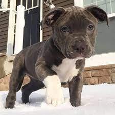 Pitbull breed price in India